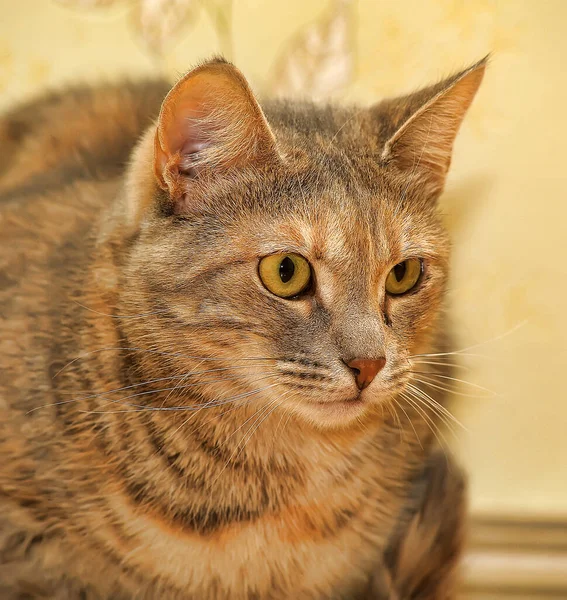 Heureux Rayé Européen Shorthair Chat Portrait Close — Photo