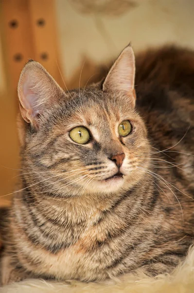 Happy Striped European Shorthair Cat Portrait Close — Stock Photo, Image