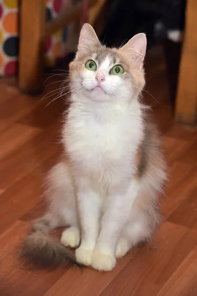 Beautiful Fluffy White Brown Cat Green Eyes — Stock Photo, Image