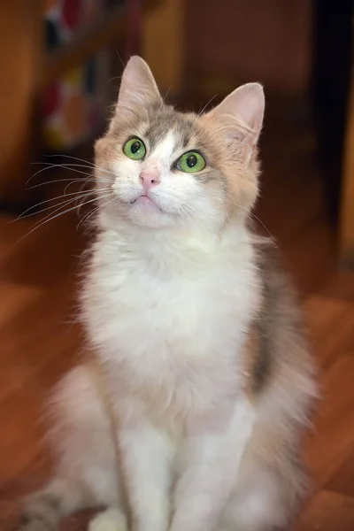 Vacker Fluffig Vit Och Brun Katt Med Gröna Ögon — Stockfoto
