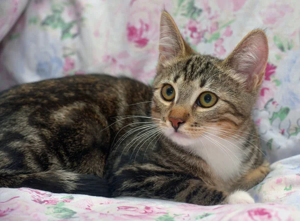 Small Striped White European Shorthair Kitten — Stock Photo, Image