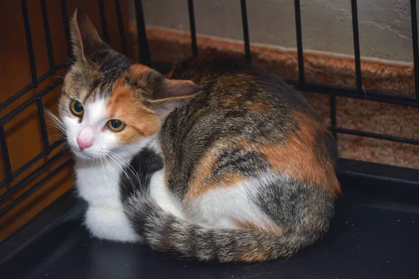 Pequeno Gatinho Assustado Tricolor Uma Gaiola Abrigo Animal — Fotografia de Stock