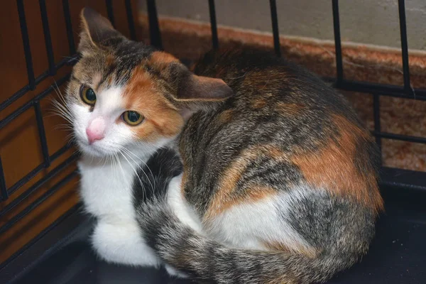 Pequeno Gatinho Assustado Tricolor Uma Gaiola Abrigo Animal — Fotografia de Stock