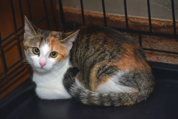 Pequeno Gatinho Assustado Tricolor Uma Gaiola Abrigo Animal — Fotografia de Stock