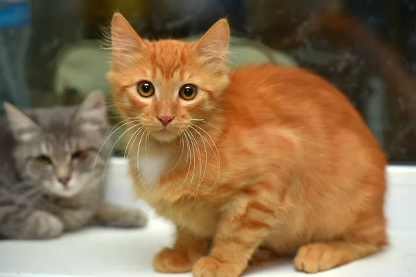 Red Fluffy Cute Kitten Windowsill — Stock Photo, Image