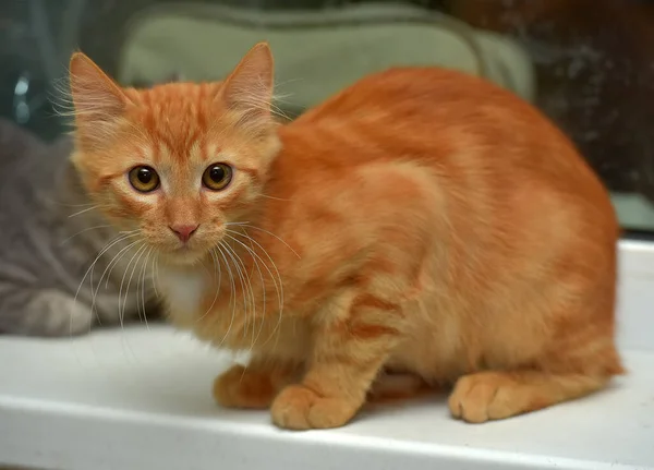 Red Fluffy Cute Kitten Windowsill — Stock Photo, Image