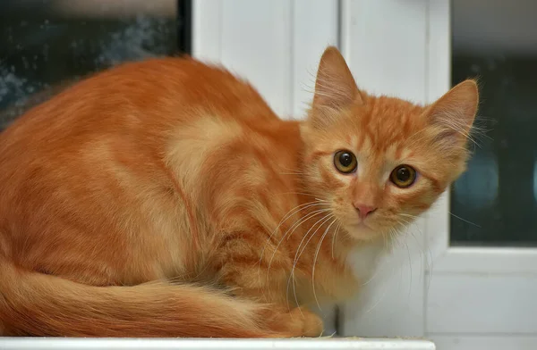 Vermelho Fofo Bonito Gatinho Peitoril Janela — Fotografia de Stock