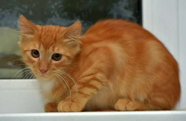 Pencerenin Kenarındaki Kırmızı Tüylü Sevimli Kedi Yavrusu — Stok fotoğraf