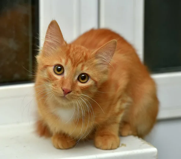 Vermelho Fofo Bonito Gatinho Peitoril Janela — Fotografia de Stock