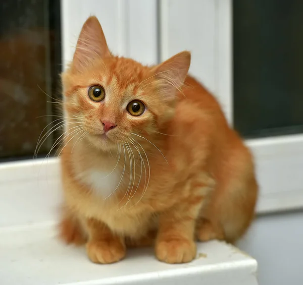 Piros Bolyhos Aranyos Cica Ablakpárkányon — Stock Fotó