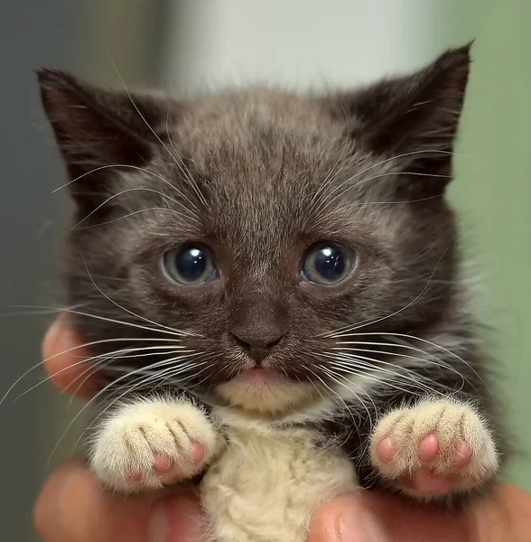 Noir Blanc Petit Chaton Mignon Dans Les Mains — Photo