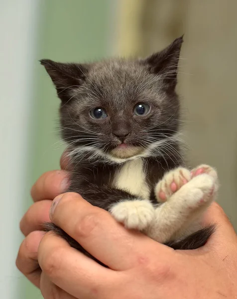 Negro Blanco Poco Lindo Gatito Manos —  Fotos de Stock