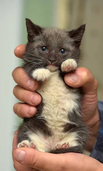 Zwart Wit Klein Schattig Katje Handen — Stockfoto