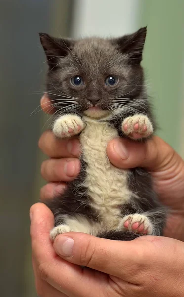 Черный Белый Маленький Симпатичный Котенок Руках — стоковое фото