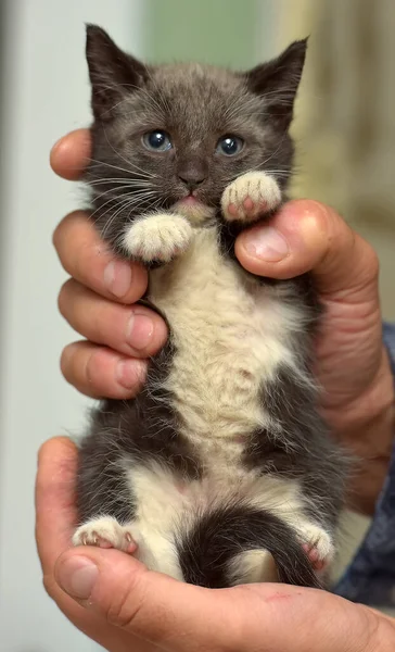 Черный Белый Маленький Симпатичный Котенок Руках — стоковое фото