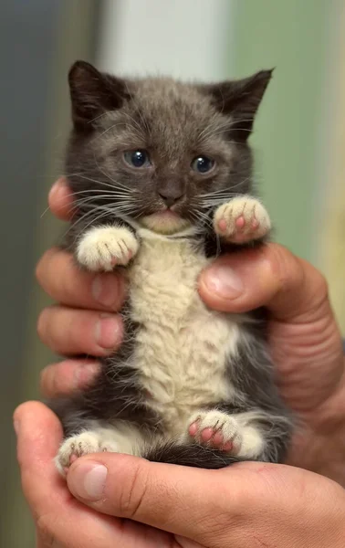 Noir Blanc Petit Chaton Mignon Dans Les Mains — Photo