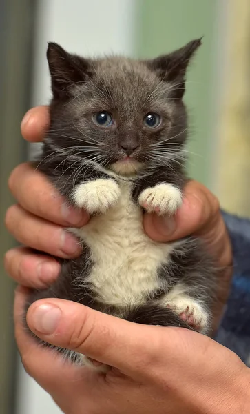 Noir Blanc Petit Chaton Mignon Dans Les Mains — Photo