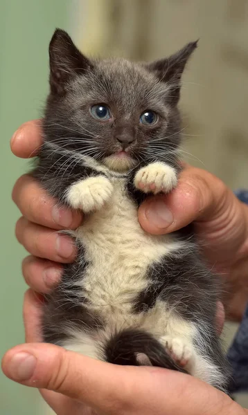 Siyah Beyaz Küçük Sevimli Kedi Yavrusu Ellerinde — Stok fotoğraf