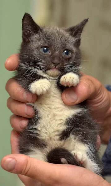 Preto Branco Pouco Bonito Gatinho Mãos — Fotografia de Stock