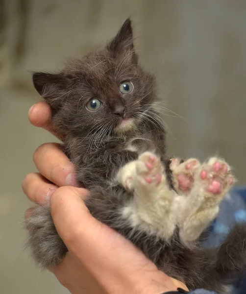 Μαύρο Και Άσπρο Μικρό Χαριτωμένο Γατάκι Στα Χέρια — Φωτογραφία Αρχείου