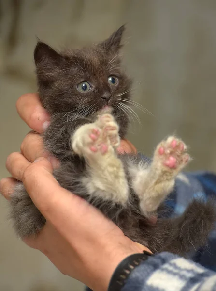 Черный Белый Маленький Симпатичный Котенок Руках — стоковое фото