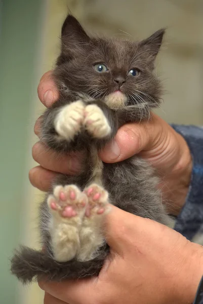 Black White Little Cute Kitten Hands — Stock Photo, Image
