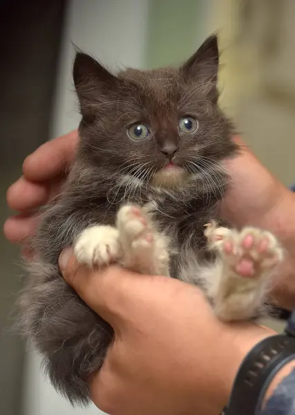 Черный Белый Маленький Симпатичный Котенок Руках — стоковое фото