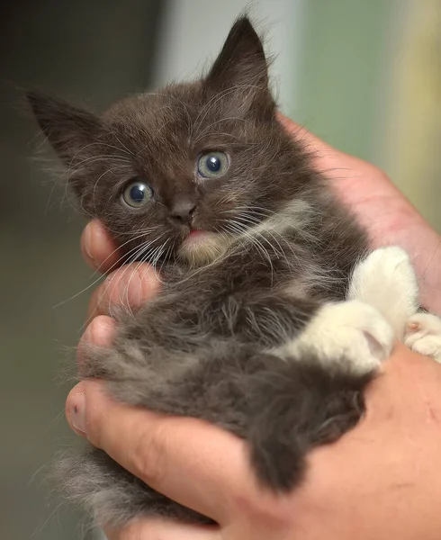 Черный Белый Маленький Симпатичный Котенок Руках — стоковое фото