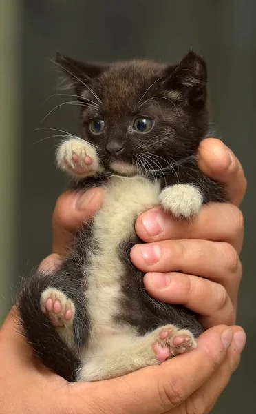 Noir Blanc Petit Chaton Mignon Dans Les Mains — Photo