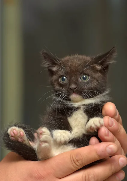 Noir Blanc Petit Chaton Mignon Dans Les Mains — Photo