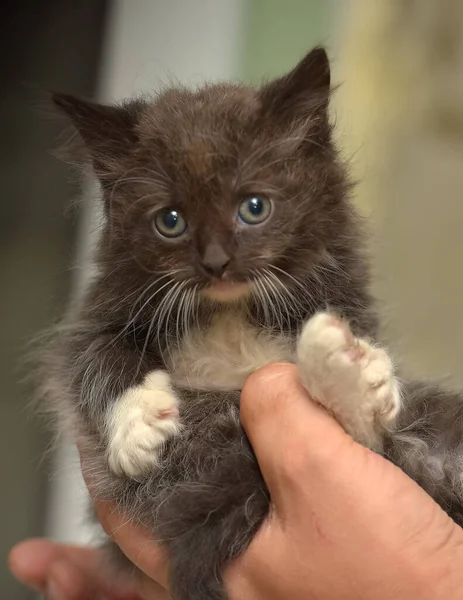 Noir Blanc Petit Chaton Mignon Dans Les Mains — Photo