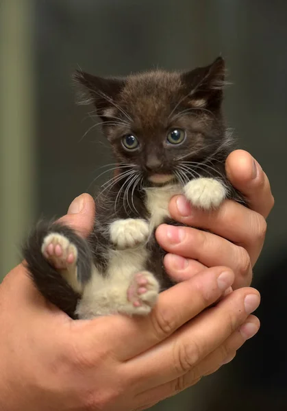 Noir Blanc Petit Chaton Mignon Dans Les Mains — Photo