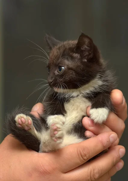 Zwart Wit Klein Schattig Katje Handen — Stockfoto