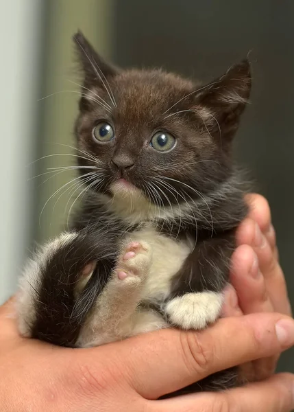 Zwart Wit Klein Schattig Katje Handen — Stockfoto