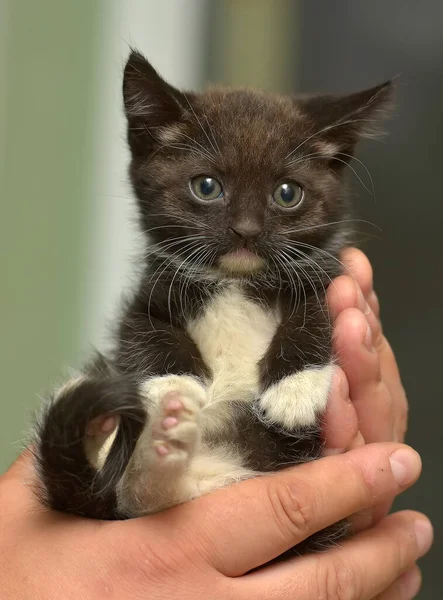 Schwarz Weiße Kleine Süße Kätzchen Den Händen — Stockfoto