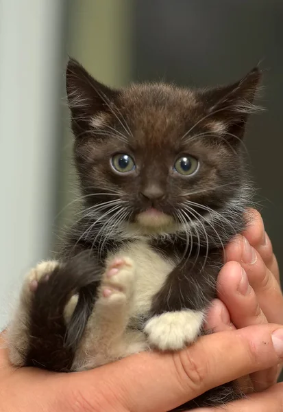 Noir Blanc Petit Chaton Mignon Dans Les Mains — Photo