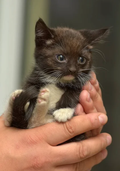 Schwarz Weiße Kleine Süße Kätzchen Den Händen — Stockfoto