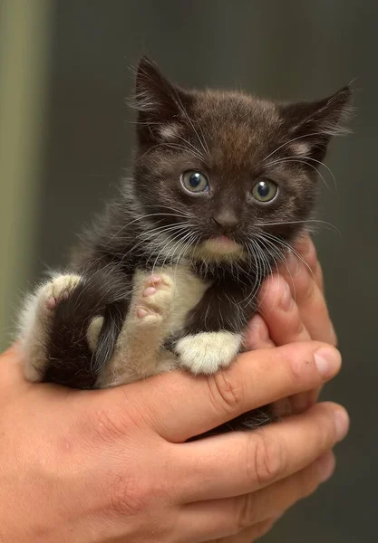 Preto Branco Pouco Bonito Gatinho Mãos — Fotografia de Stock