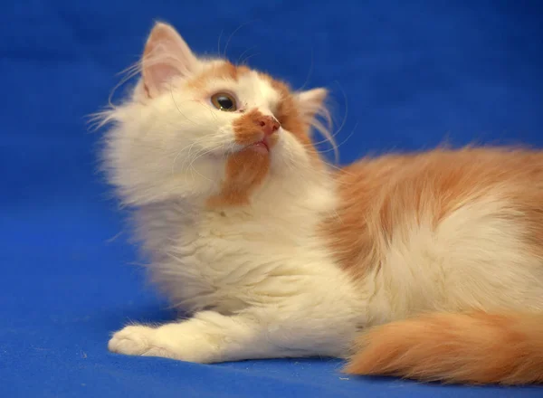 Pequeño Rojo Blanco Gatito Ojo Discapacitado — Foto de Stock