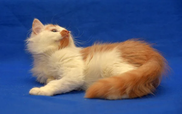 Küçük Kırmızı Beyaz Kedi Yavrusu Tek Gözlü Engelli — Stok fotoğraf