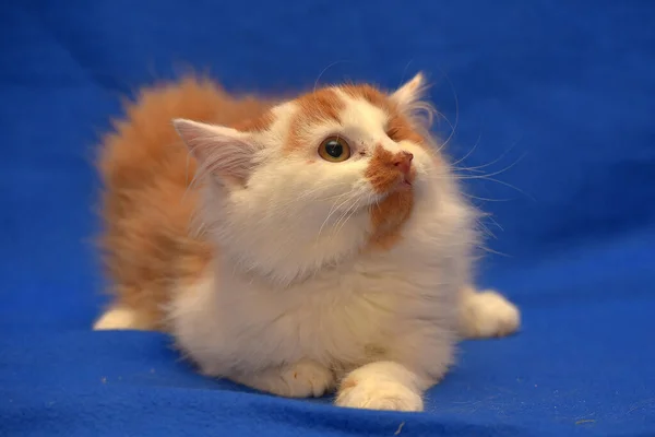 Pequeño Rojo Blanco Gatito Ojo Discapacitado —  Fotos de Stock