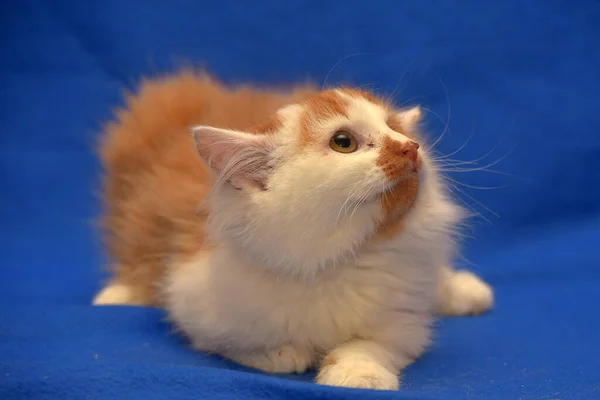 Small Red White Kitten One Eyed Disabled — Stock Photo, Image