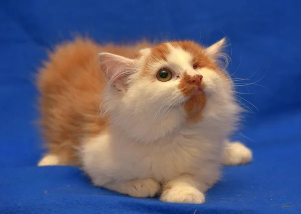 Küçük Kırmızı Beyaz Kedi Yavrusu Tek Gözlü Engelli — Stok fotoğraf