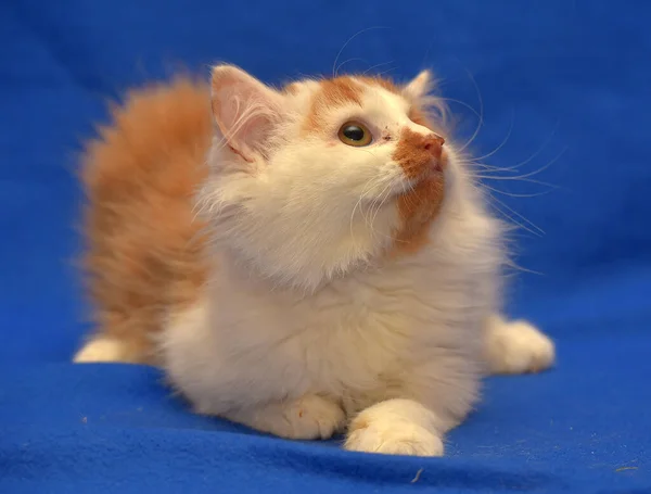 Small Red White Kitten One Eyed Disabled — Stock Photo, Image