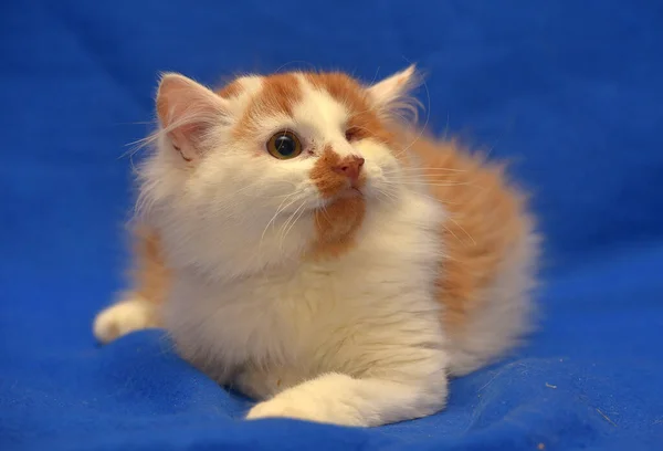 Small Red White Kitten One Eyed Disabled — Stock Photo, Image