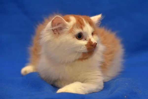 Pequeño Rojo Blanco Gatito Ojo Discapacitado — Foto de Stock