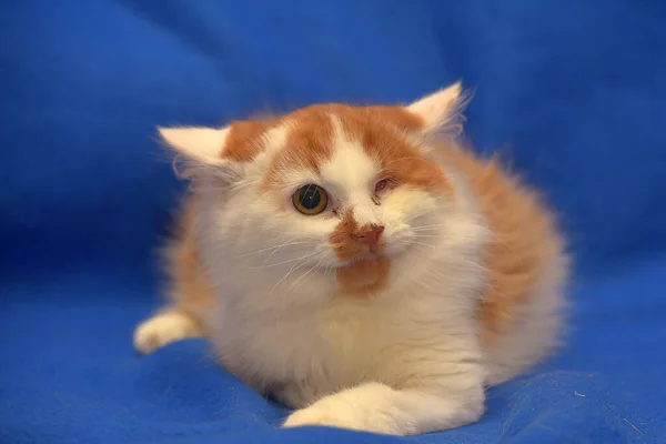 Small Red White Kitten One Eyed Disabled — Stock Photo, Image