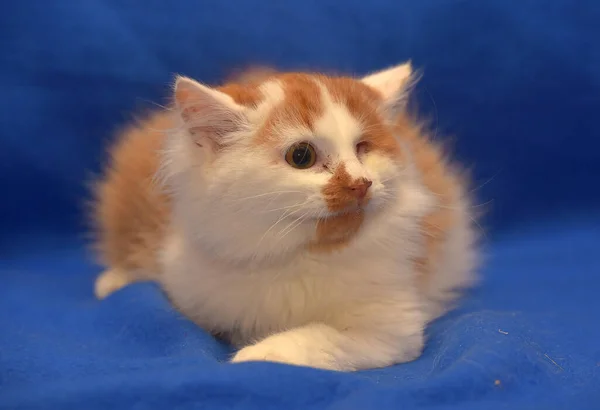 Pequeno Gatinho Vermelho Branco Olho Desativado — Fotografia de Stock