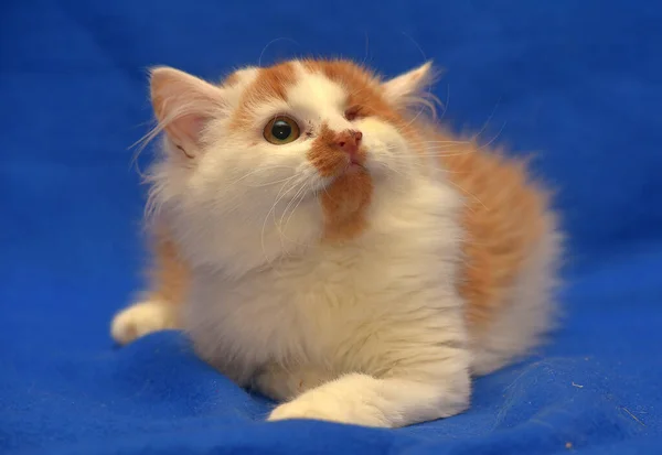 Small Red White Kitten One Eyed Disabled — Stock Photo, Image