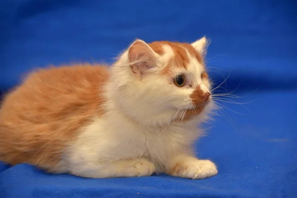 Pequeno Gatinho Vermelho Branco Olho Desativado — Fotografia de Stock